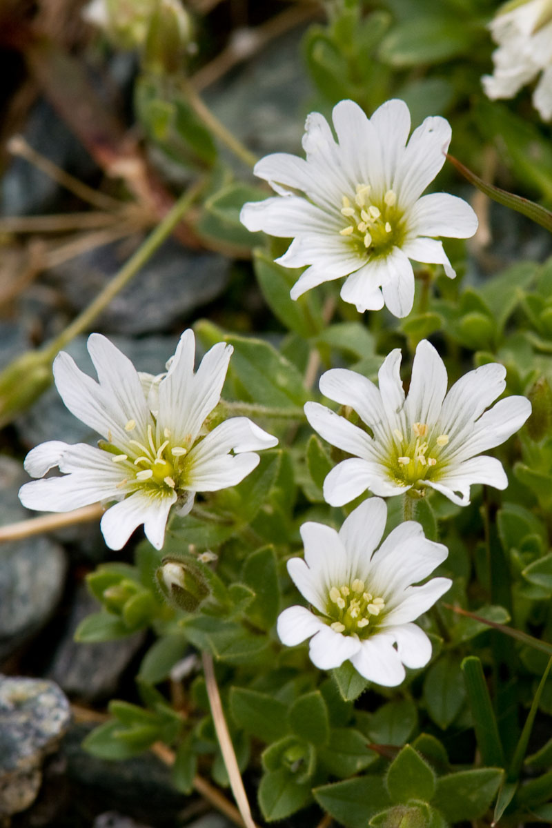 Cerastium uniflorum