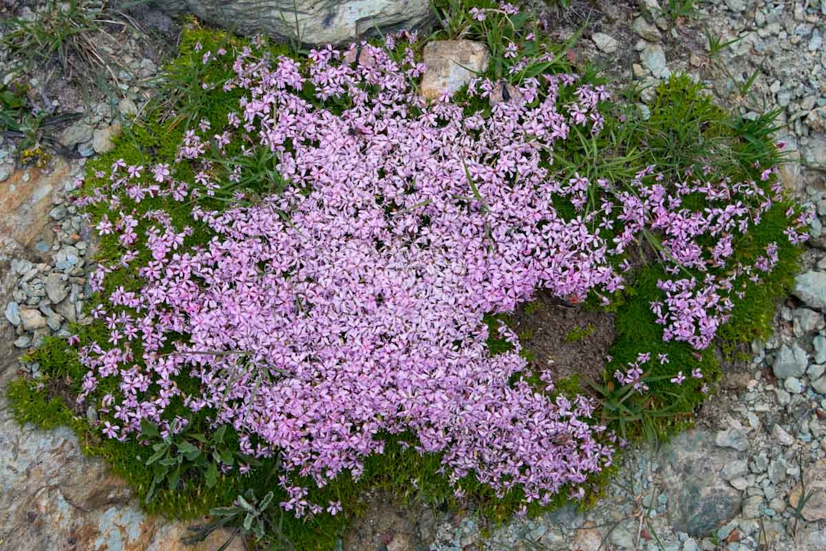 Silene acaulis