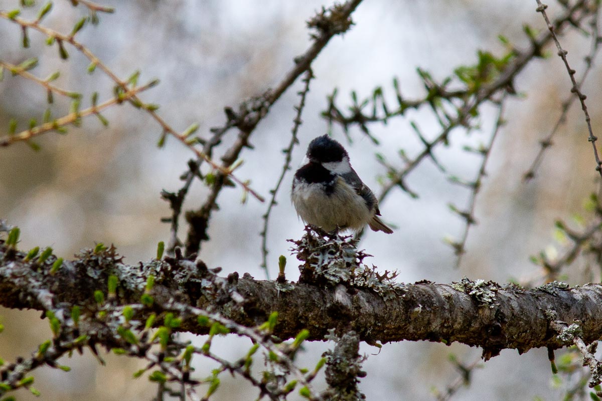 Periparus ater - Cincia Mora