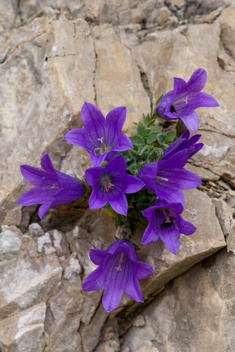 Campanula morettiana / Campanula di Moretti