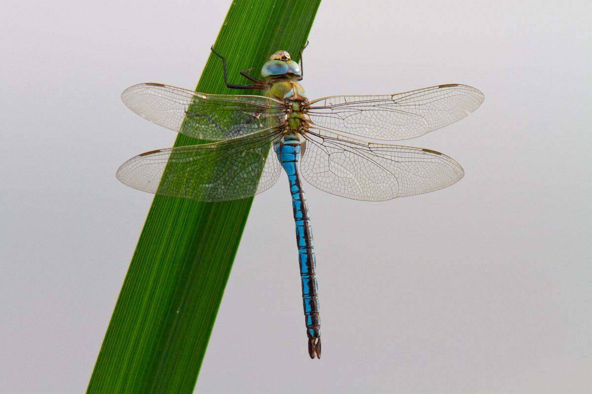 Anax imperator ?