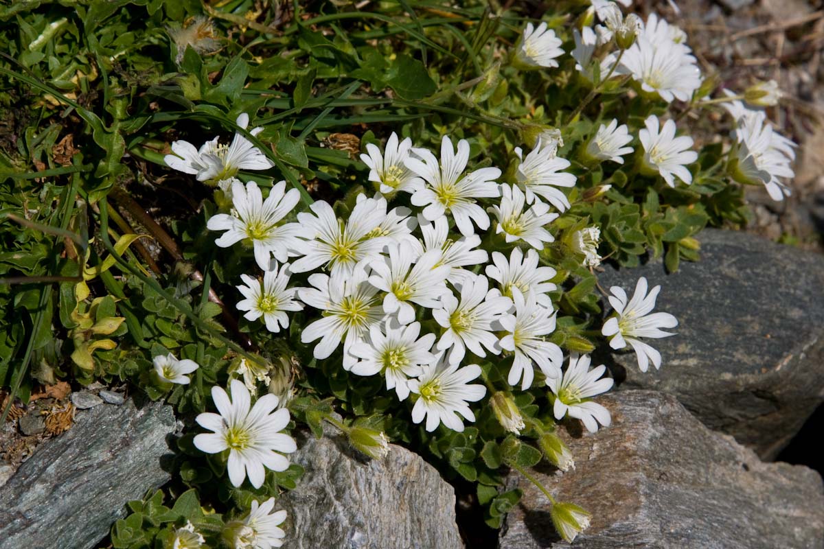 Cerastium uniflorum