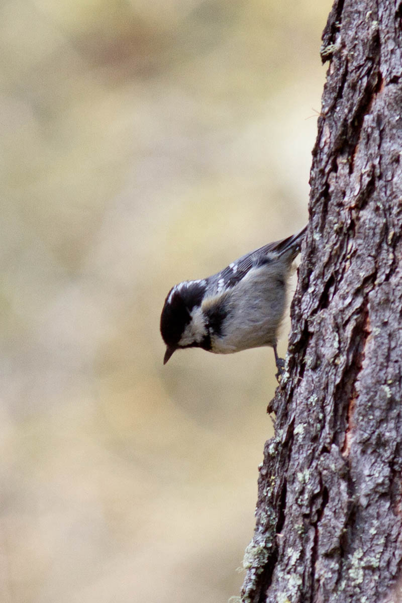 Periparus ater - Cincia Mora