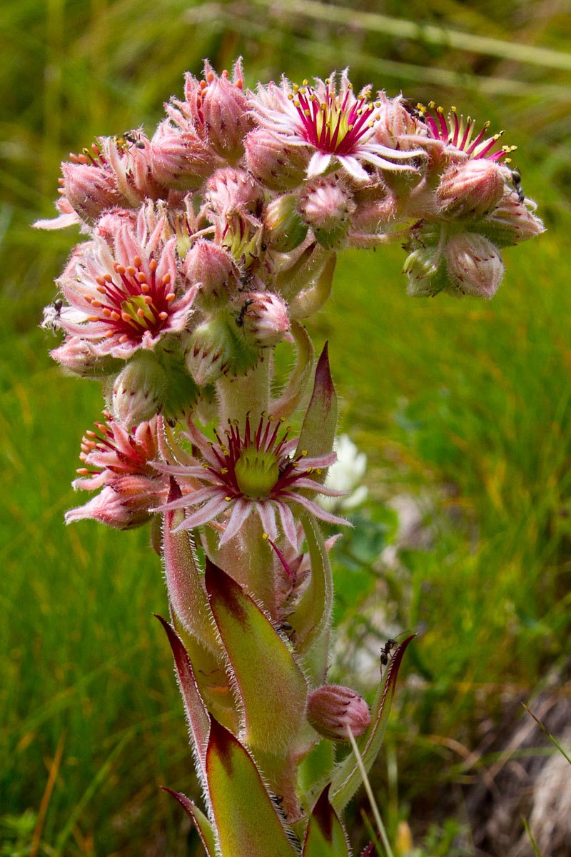 Sempervivum tectorum