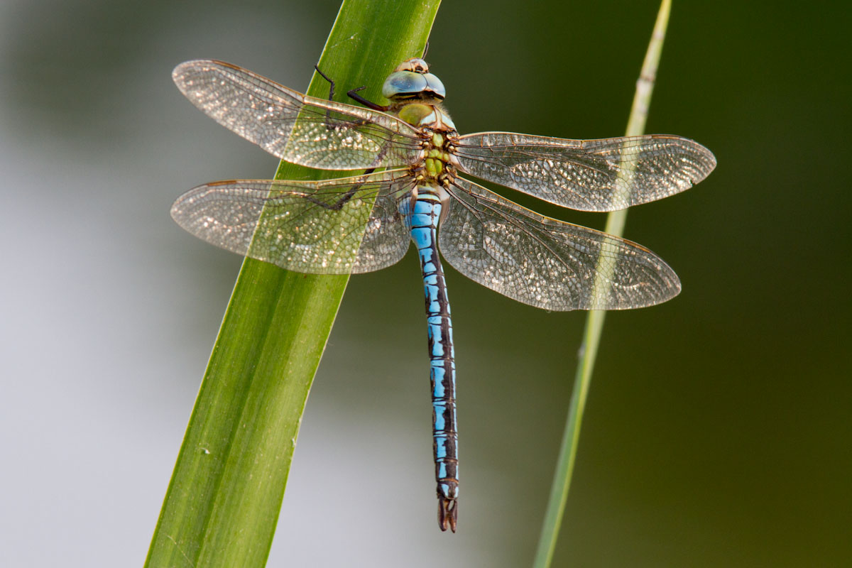 Anax imperator ?