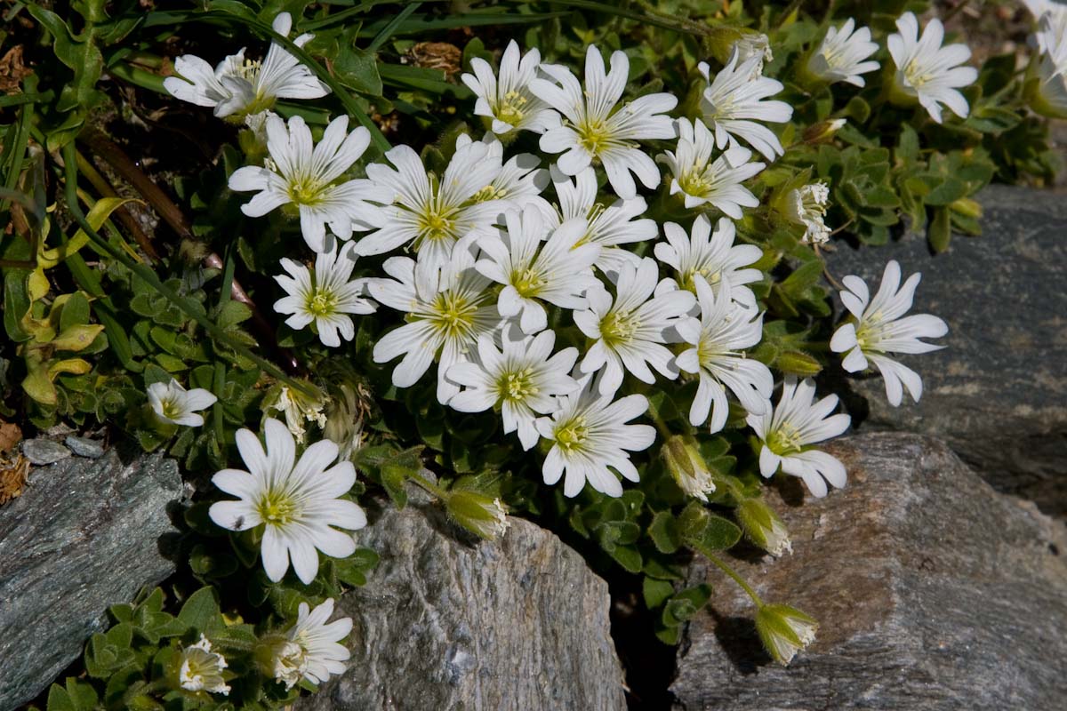 Cerastium uniflorum