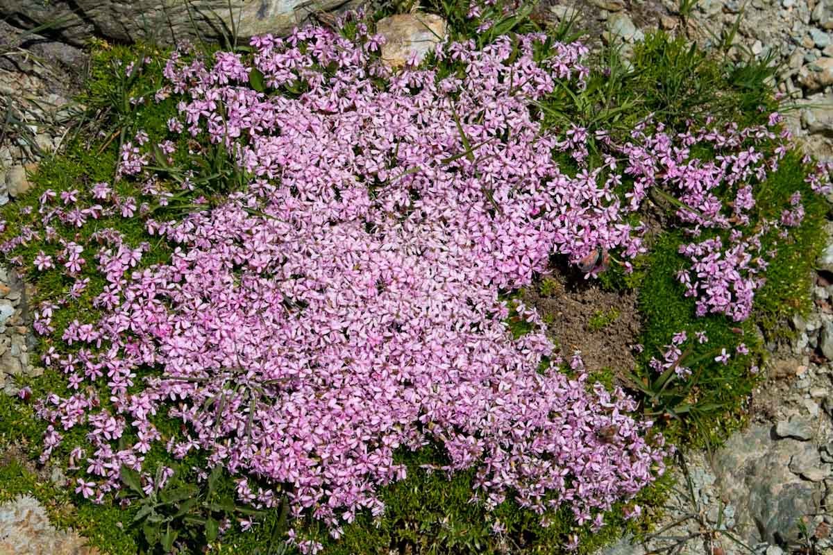 Silene acaulis