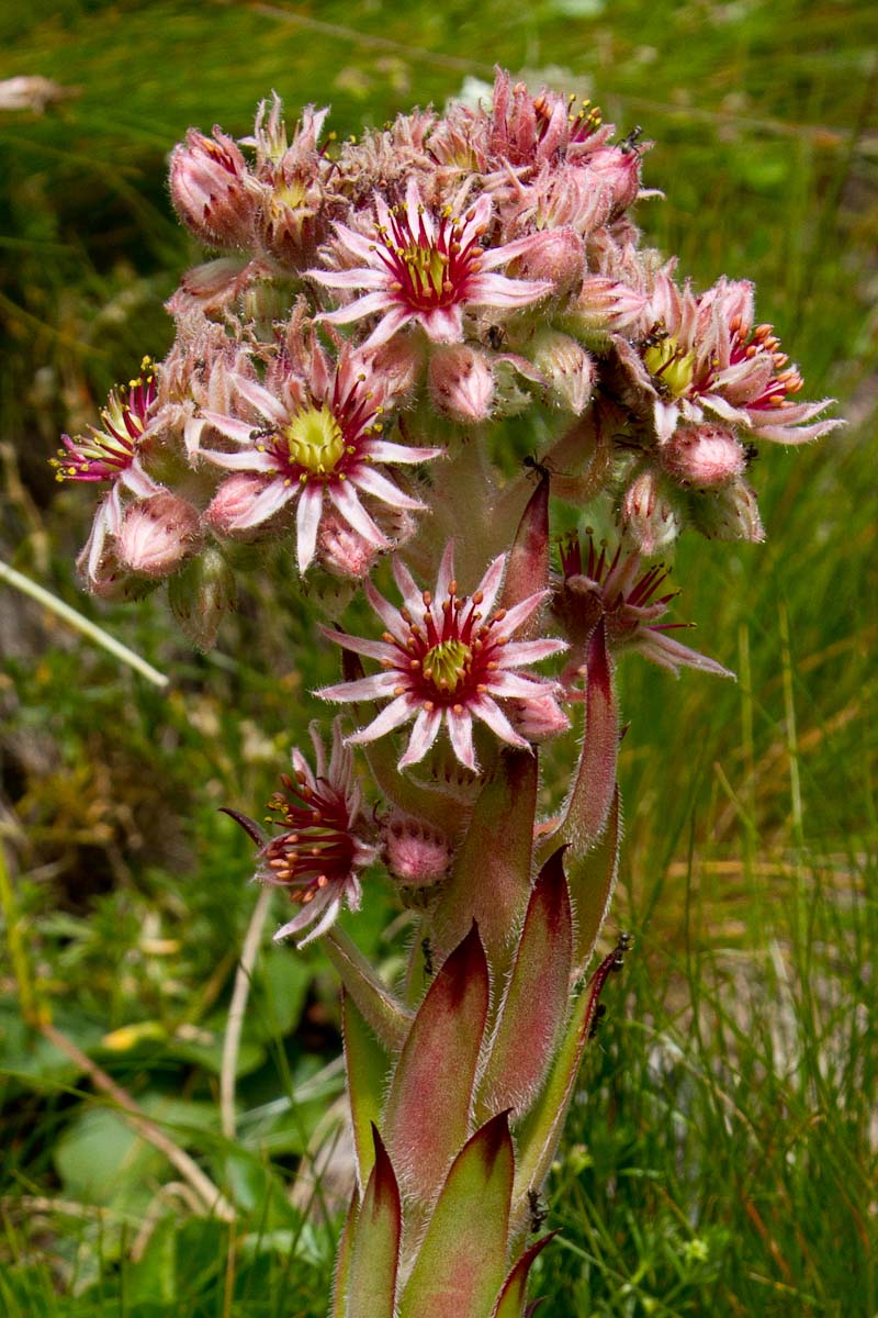 Sempervivum tectorum