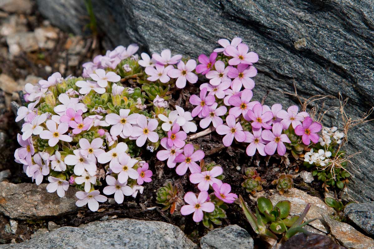 Androsace alpina  e  Androsace helvetica