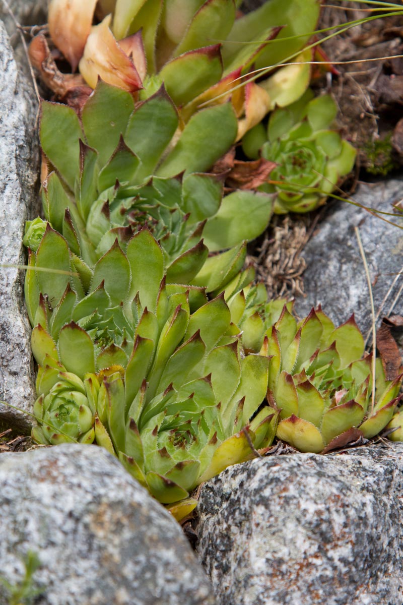 Sempervivum tectorum