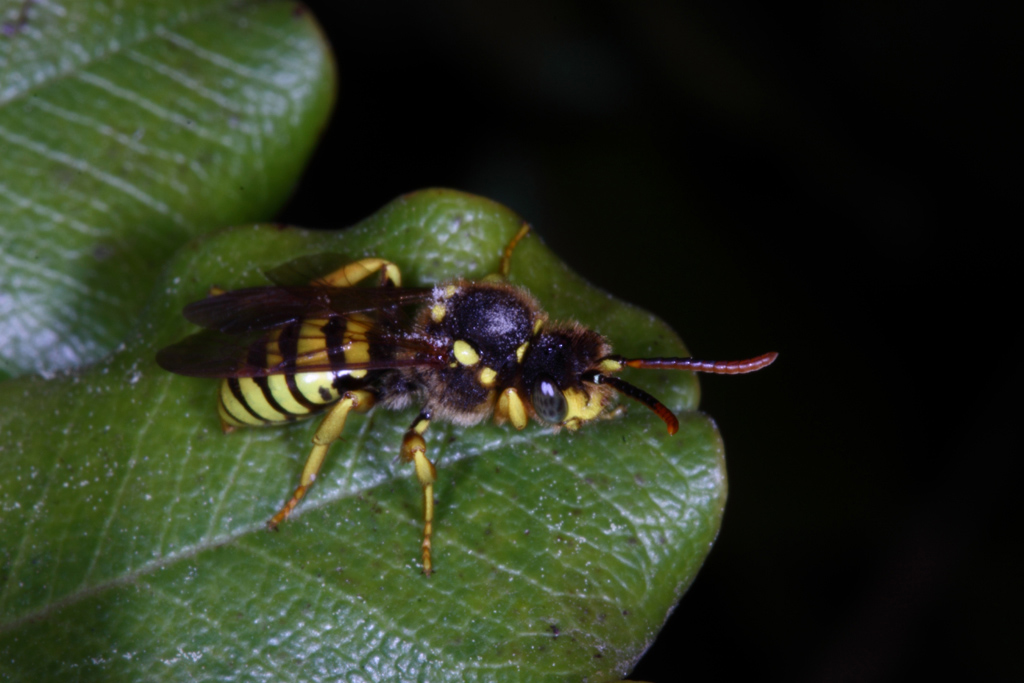 Maschio di Nomada sp.