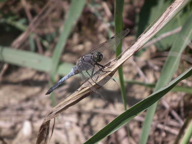 Orthetrum? - Orthetrum cancellatum (maschio)