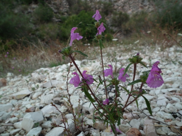 Galeopsis angustifolia