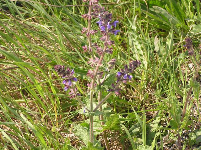 Salvia verbenaca