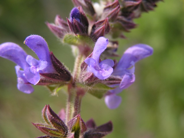 Salvia verbenaca