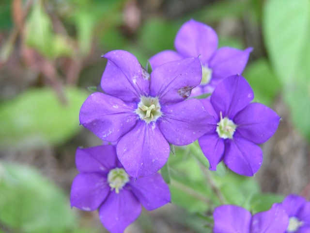 Legousia speculum-veneris