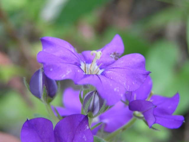 Legousia speculum-veneris