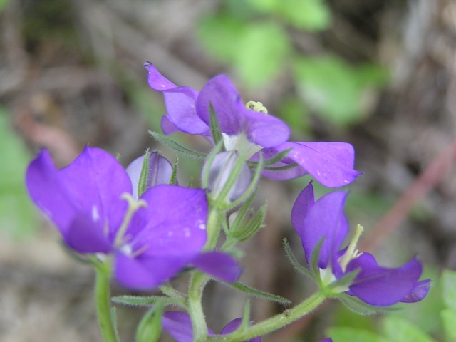 Legousia speculum-veneris