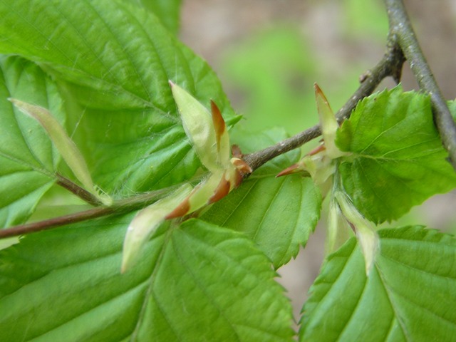 Carpinus betulus / Carpino bianco