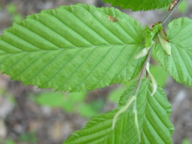 Carpinus betulus / Carpino bianco