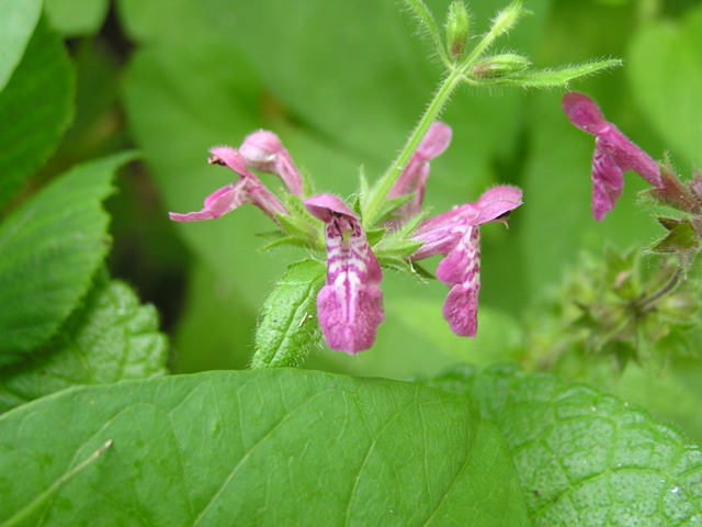 Lamium o Stachys ? - Stachys sylvatica