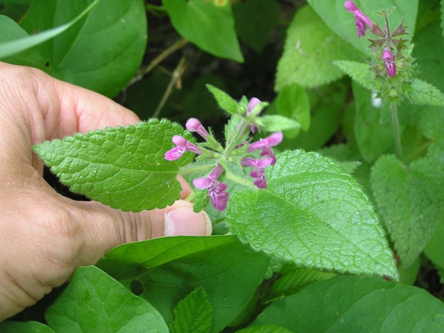 Lamium o Stachys ? - Stachys sylvatica