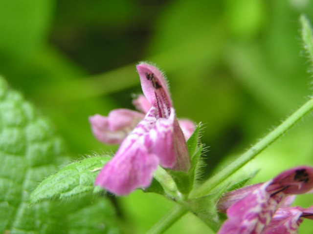 Lamium o Stachys ? - Stachys sylvatica