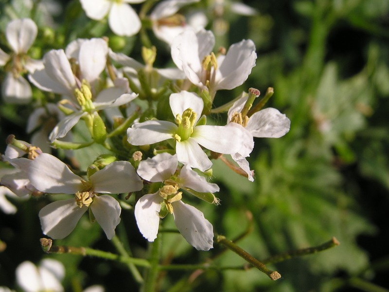 Diplotaxis erucoides