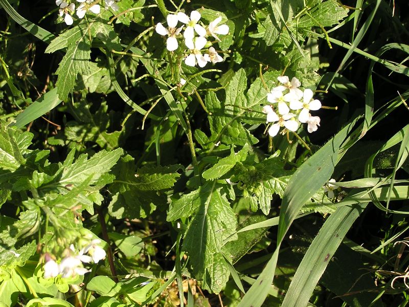 Diplotaxis erucoides