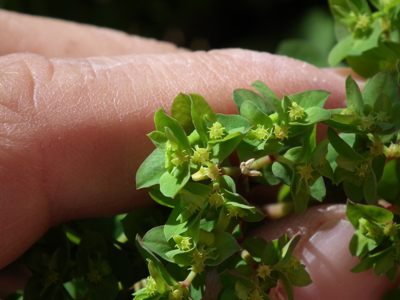 Euphorbia peplus