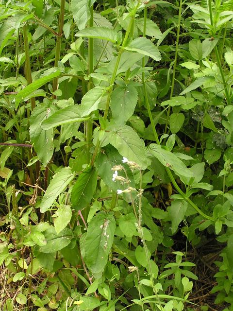 Scrophularia auriculata / Scrofularia acquatica