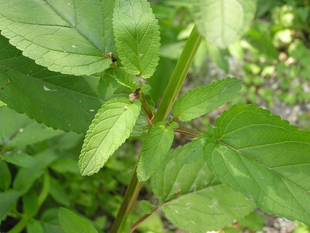 Scrophularia auriculata / Scrofularia acquatica