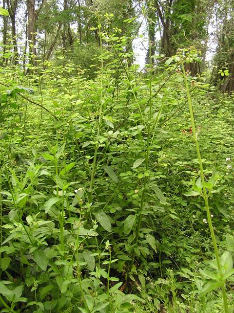 Scrophularia auriculata / Scrofularia acquatica