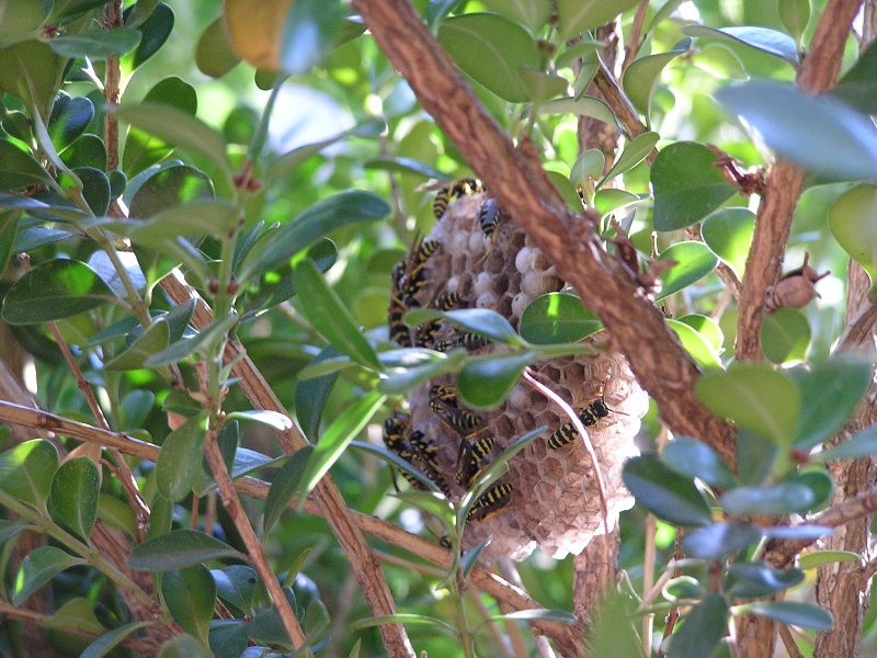 Nido di probabile Polistes gallicus da spostare