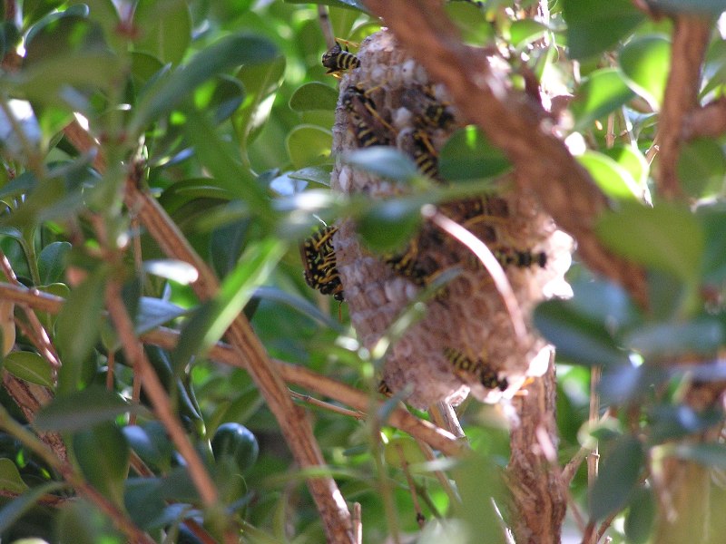 Nido di probabile Polistes gallicus da spostare