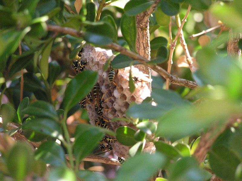 Nido di probabile Polistes gallicus da spostare