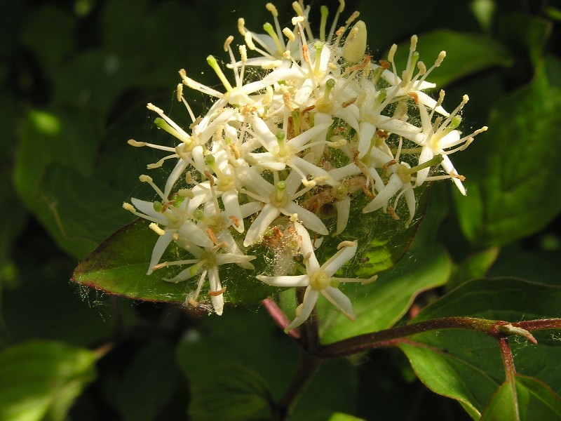 Cornus sanguinea - Sanguinella