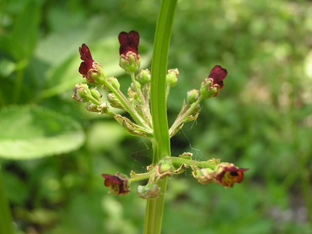 Scrophularia auriculata / Scrofularia acquatica