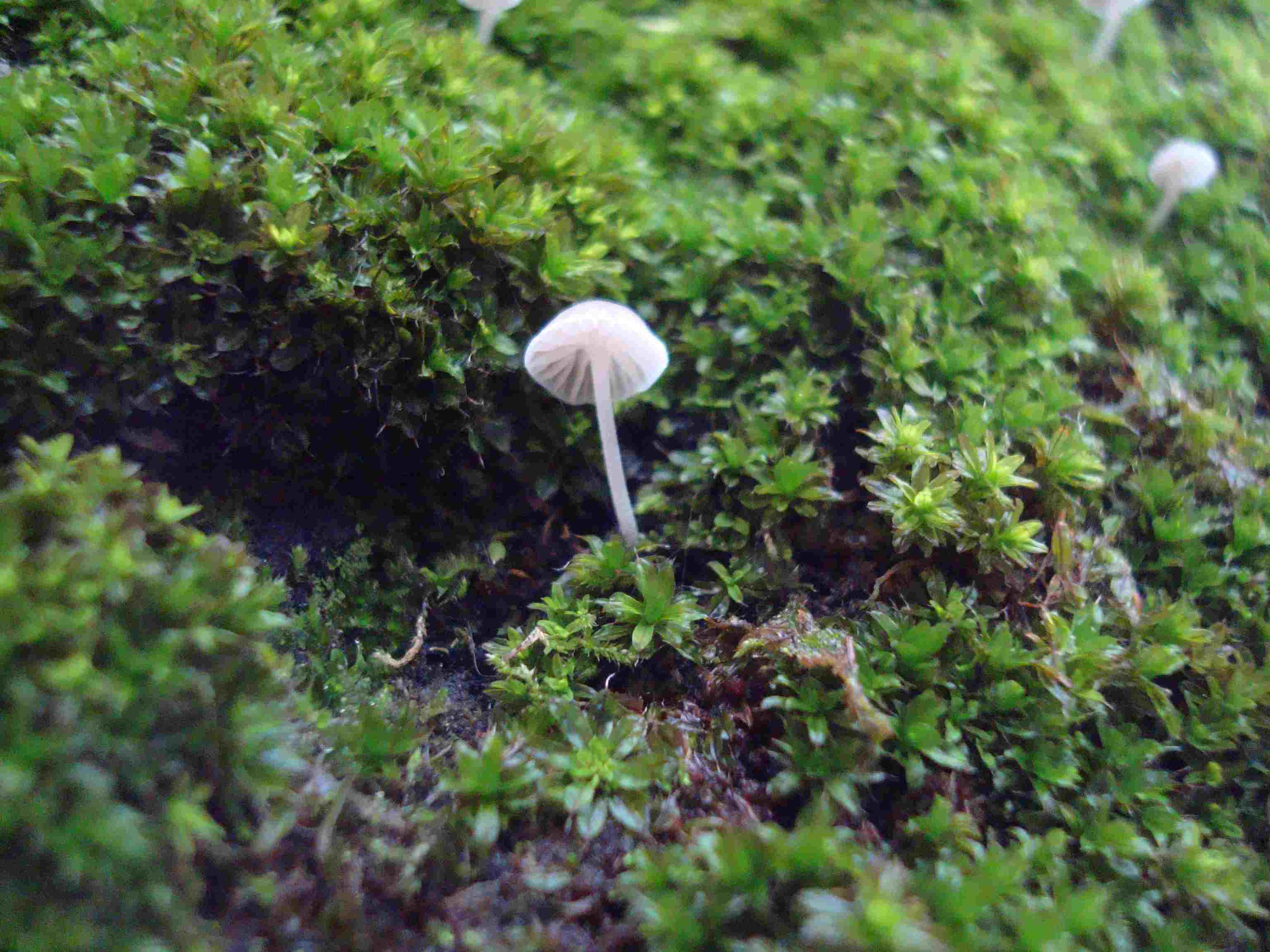 piccoli funghi bianchi