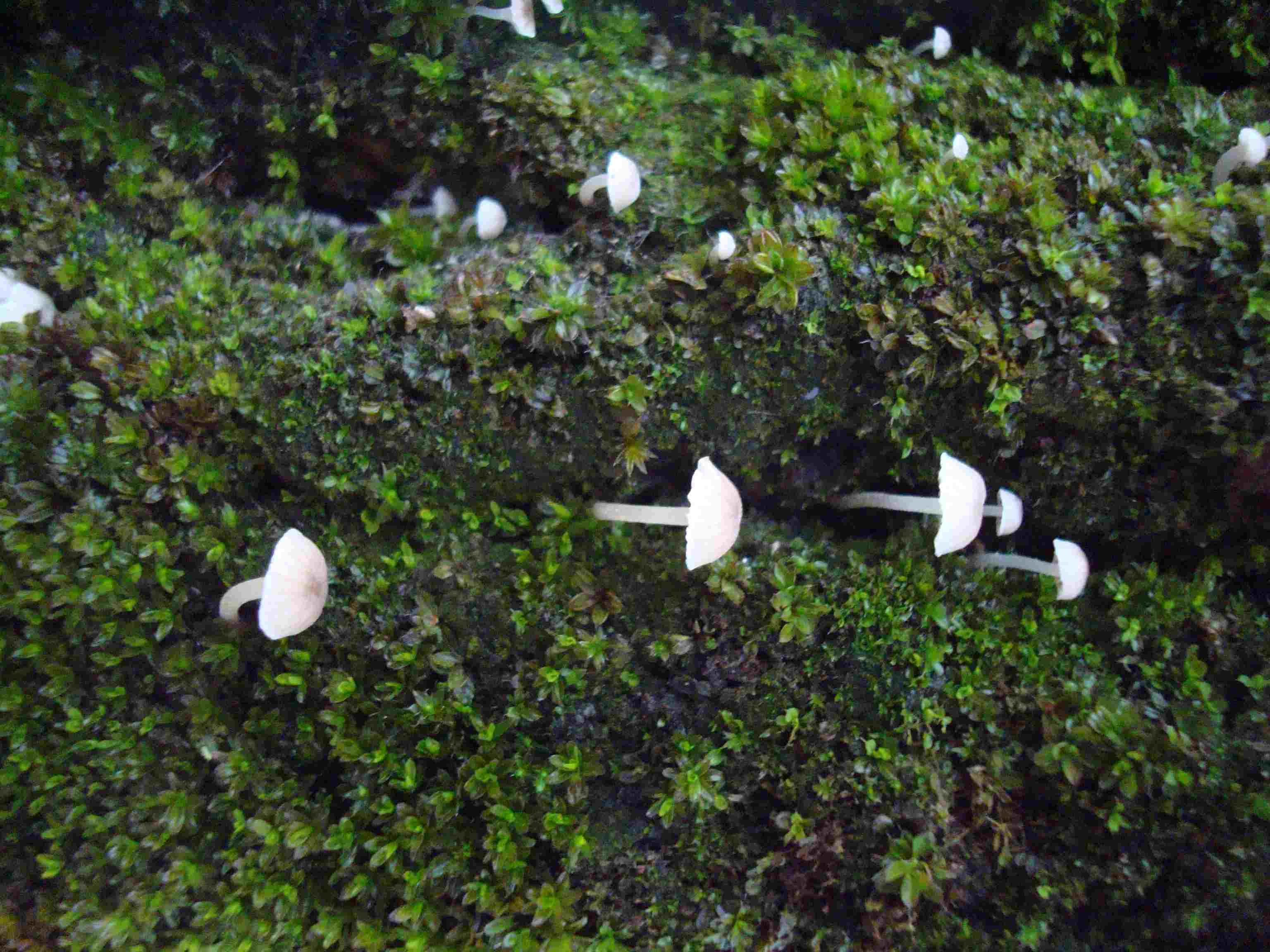 piccoli funghi bianchi