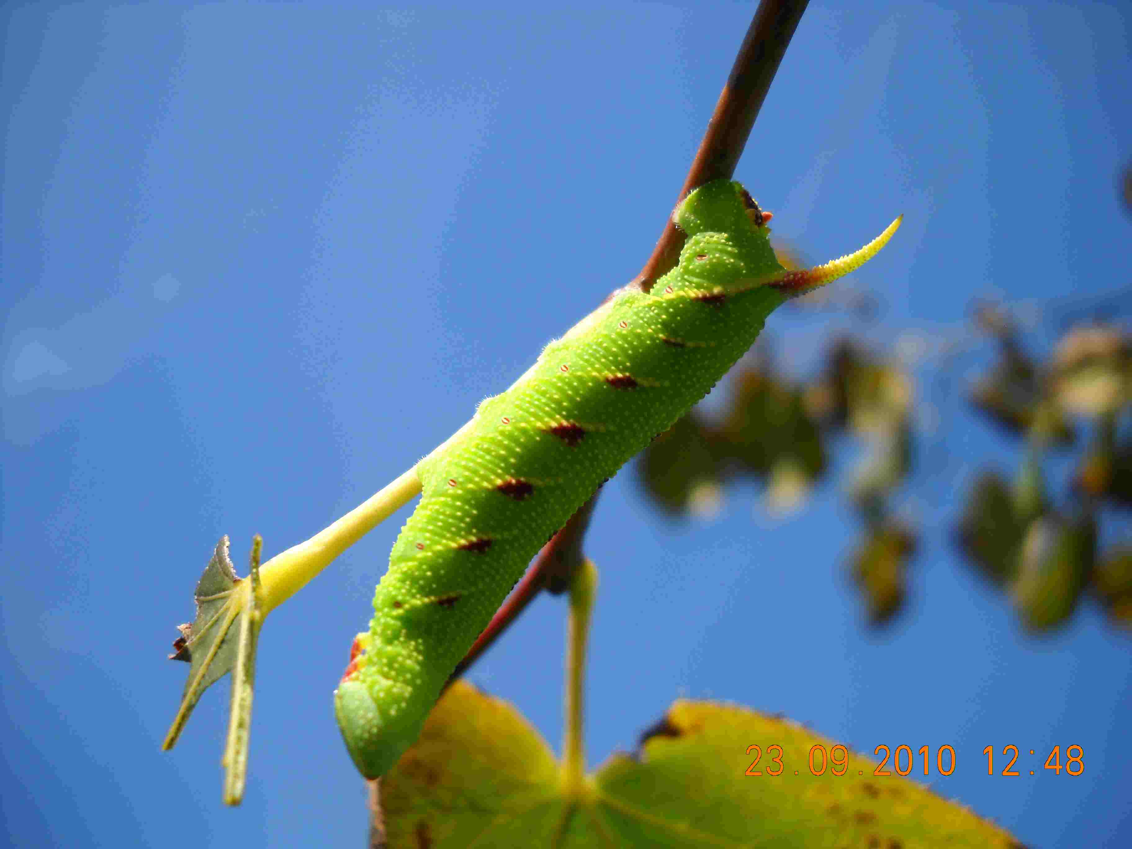 Laothoe populi