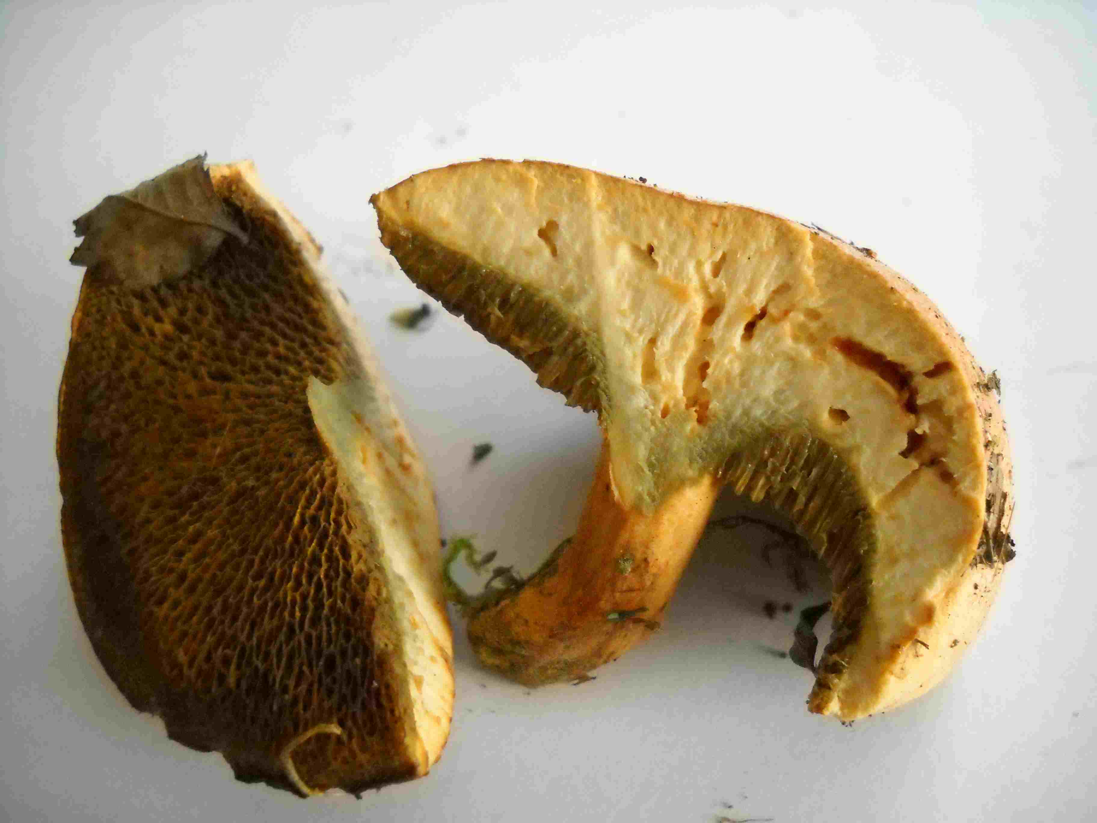 Suillus bovinus?