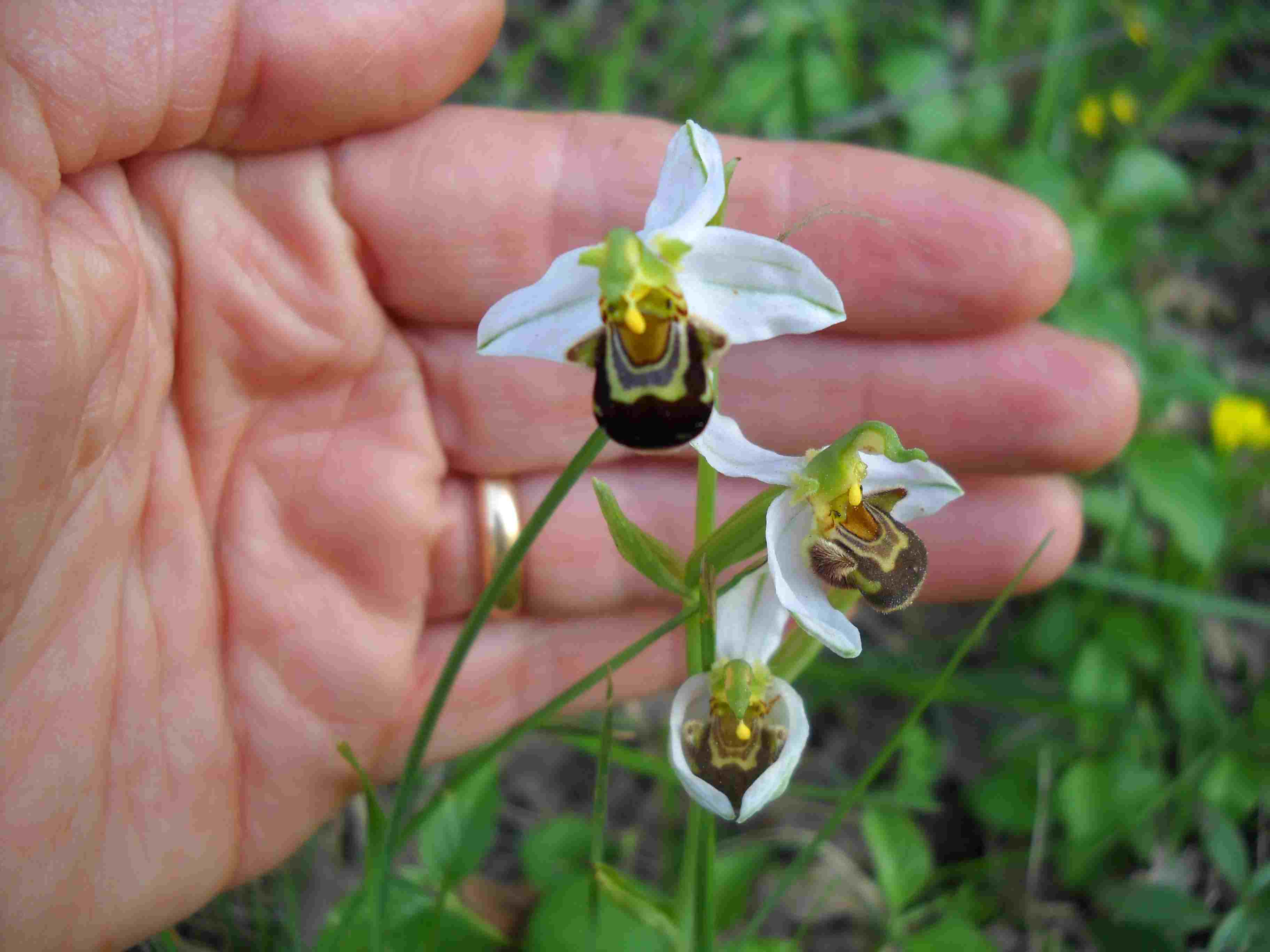 Ophrys apifera con sepali bianchi e var. aurita