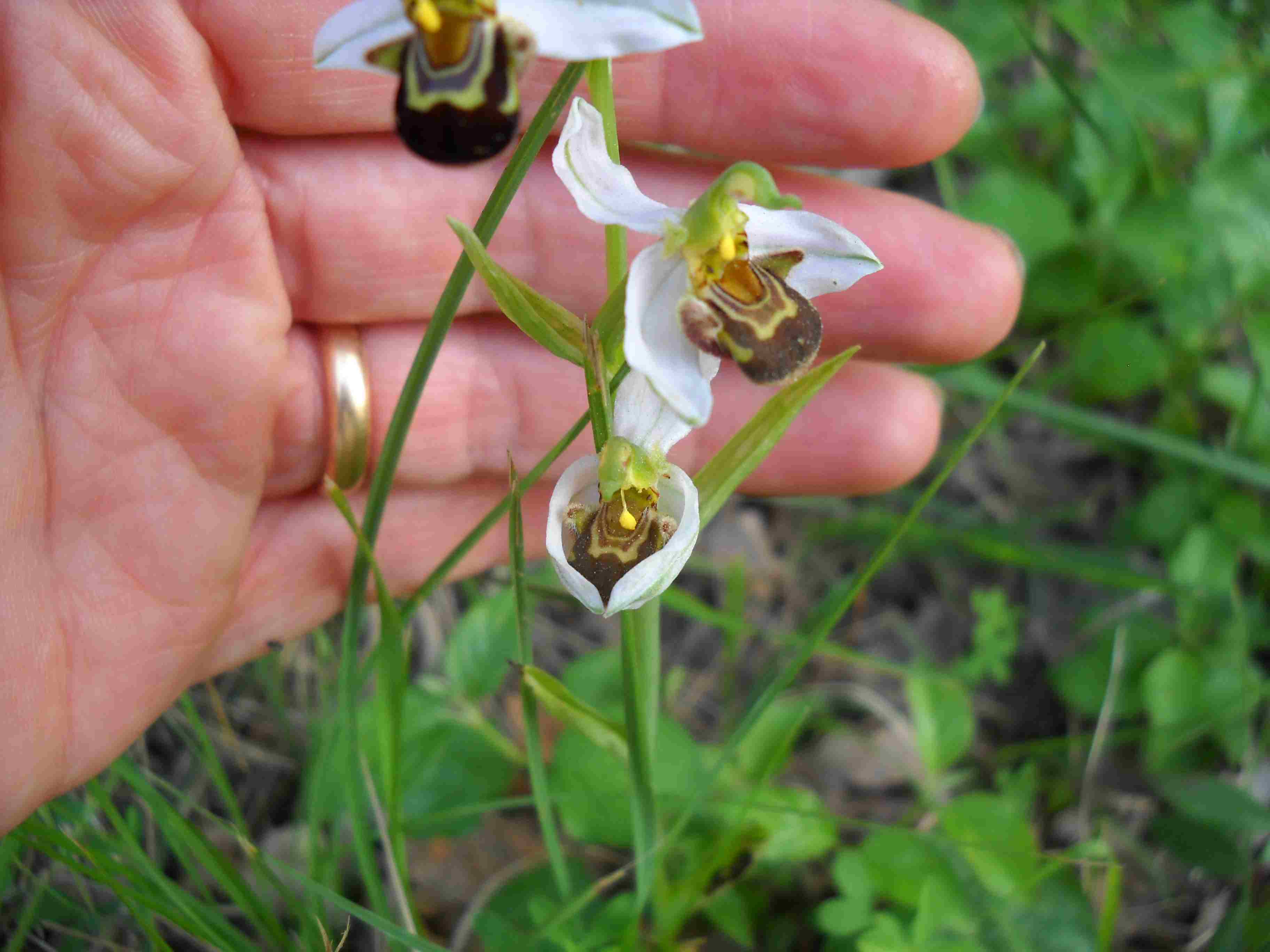 Ophrys apifera con sepali bianchi e var. aurita