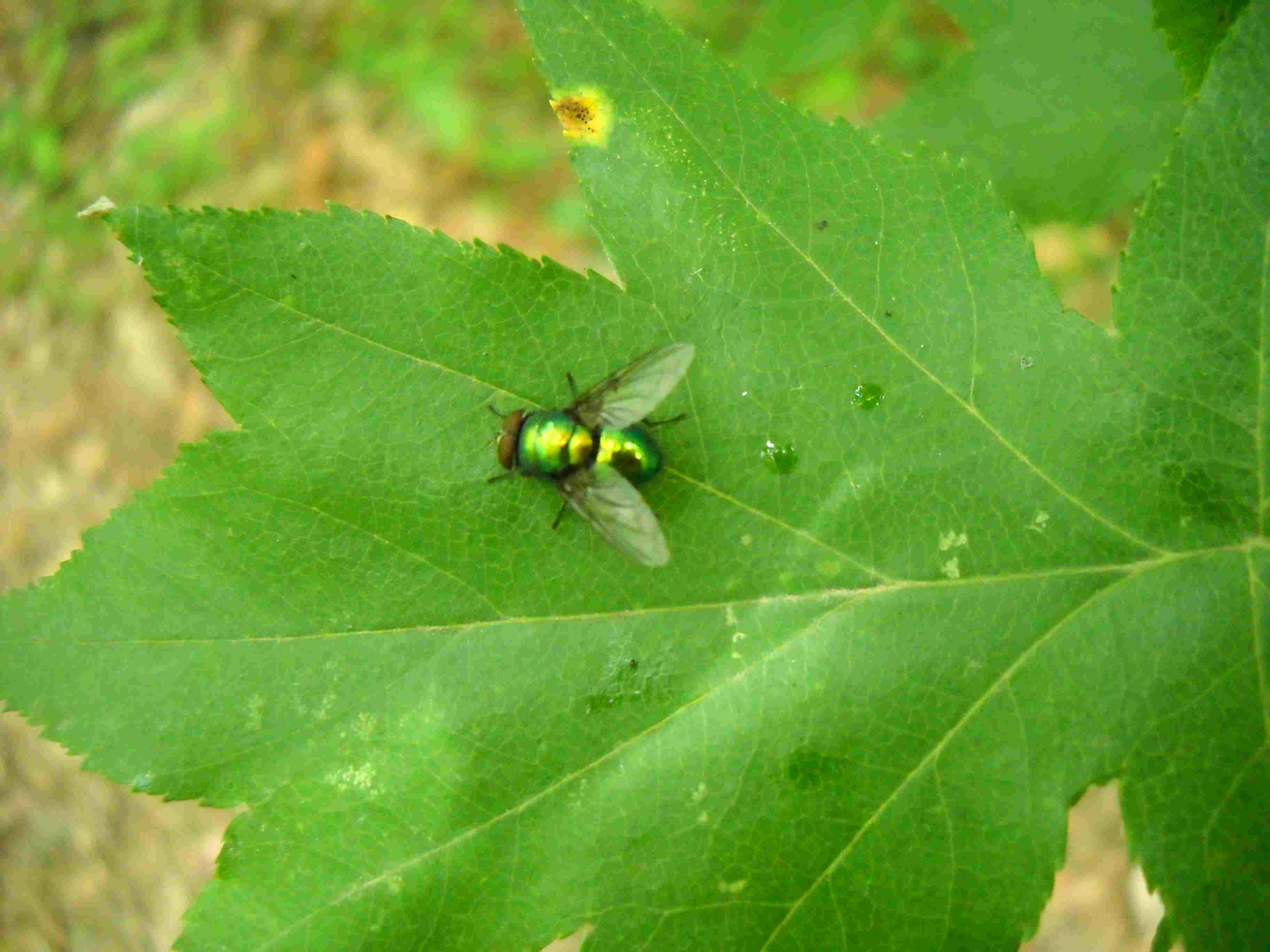 mosca verde su foglia di sorbo