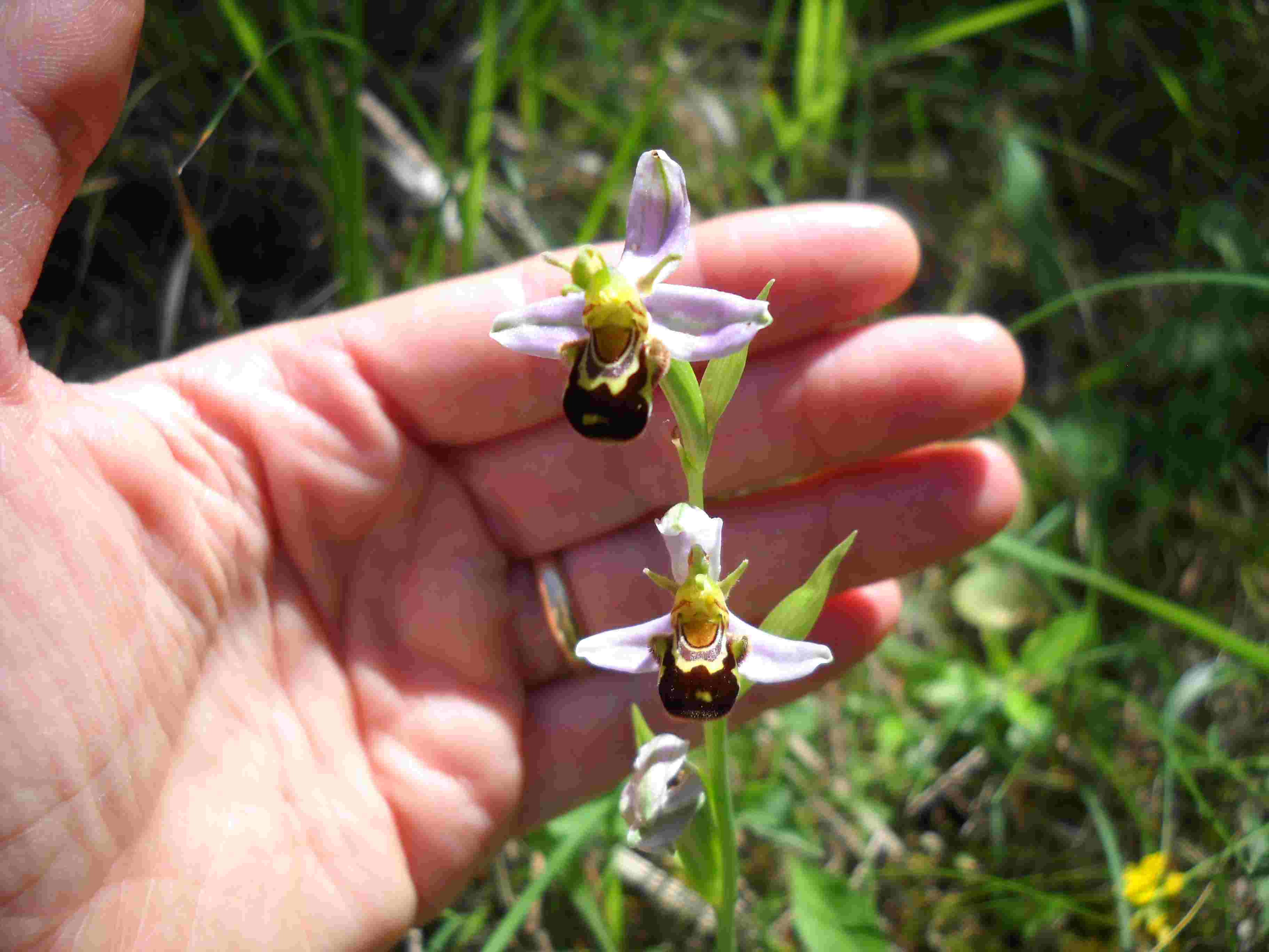 Ophrys apifera var. aurita?