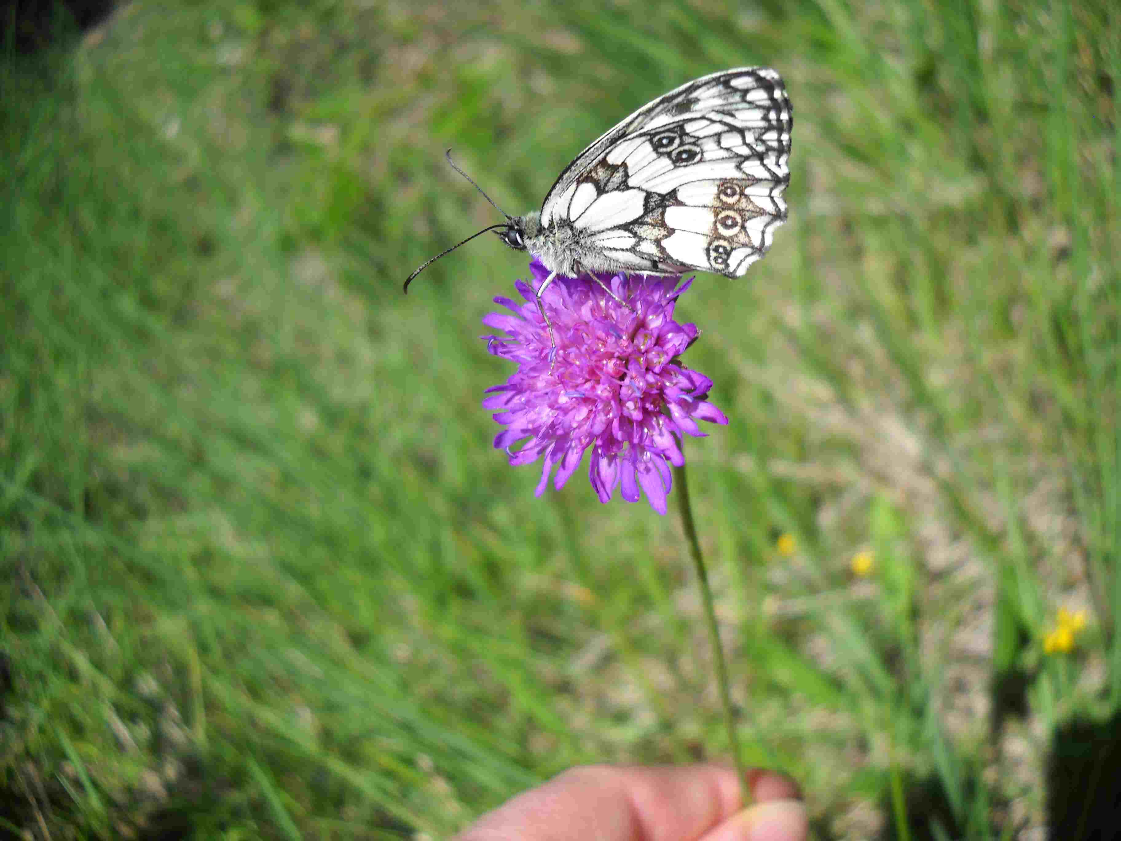 Farfalla e fiore da determinare