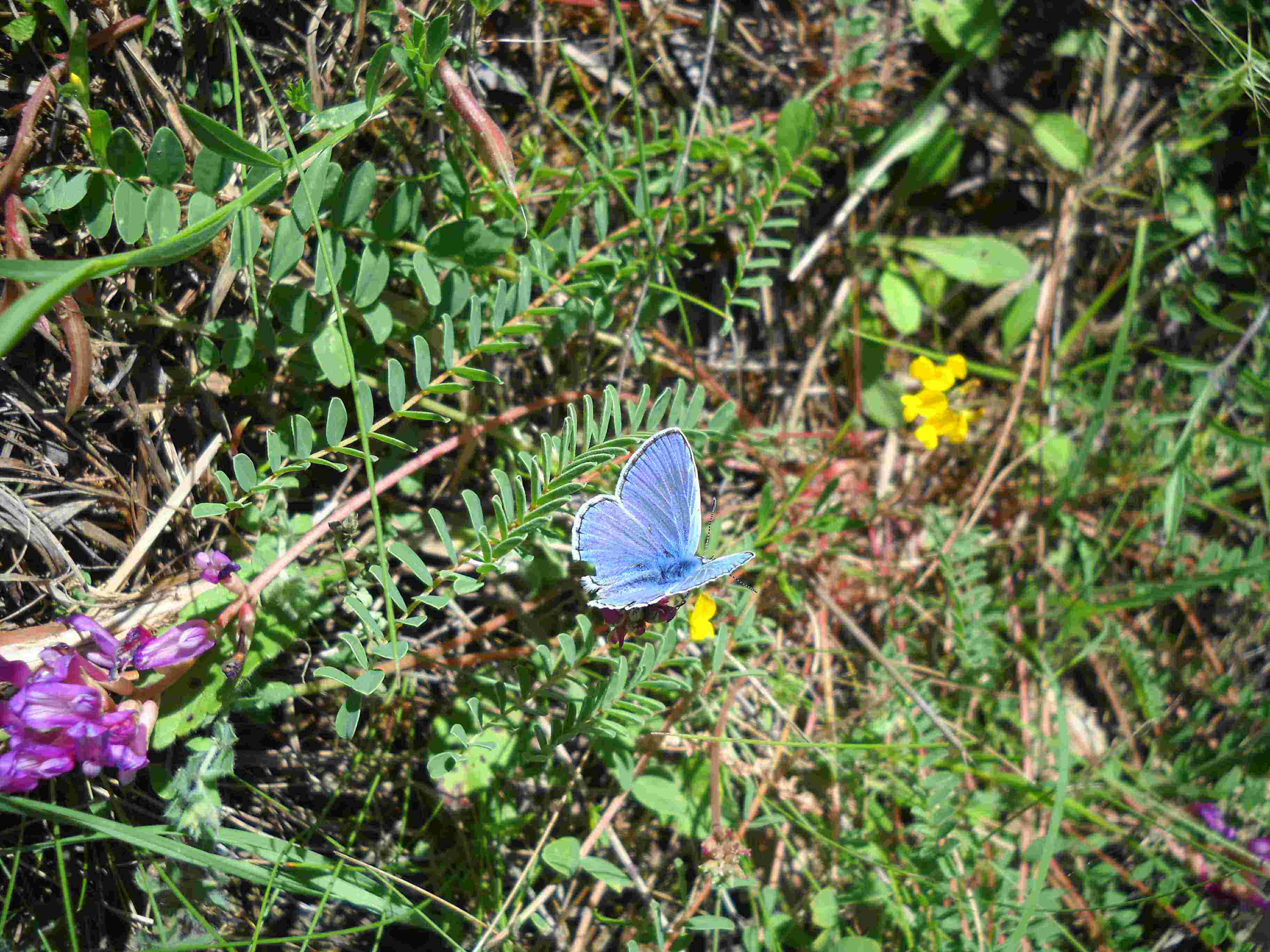 Farfallina azzurra (Lycenidae?)