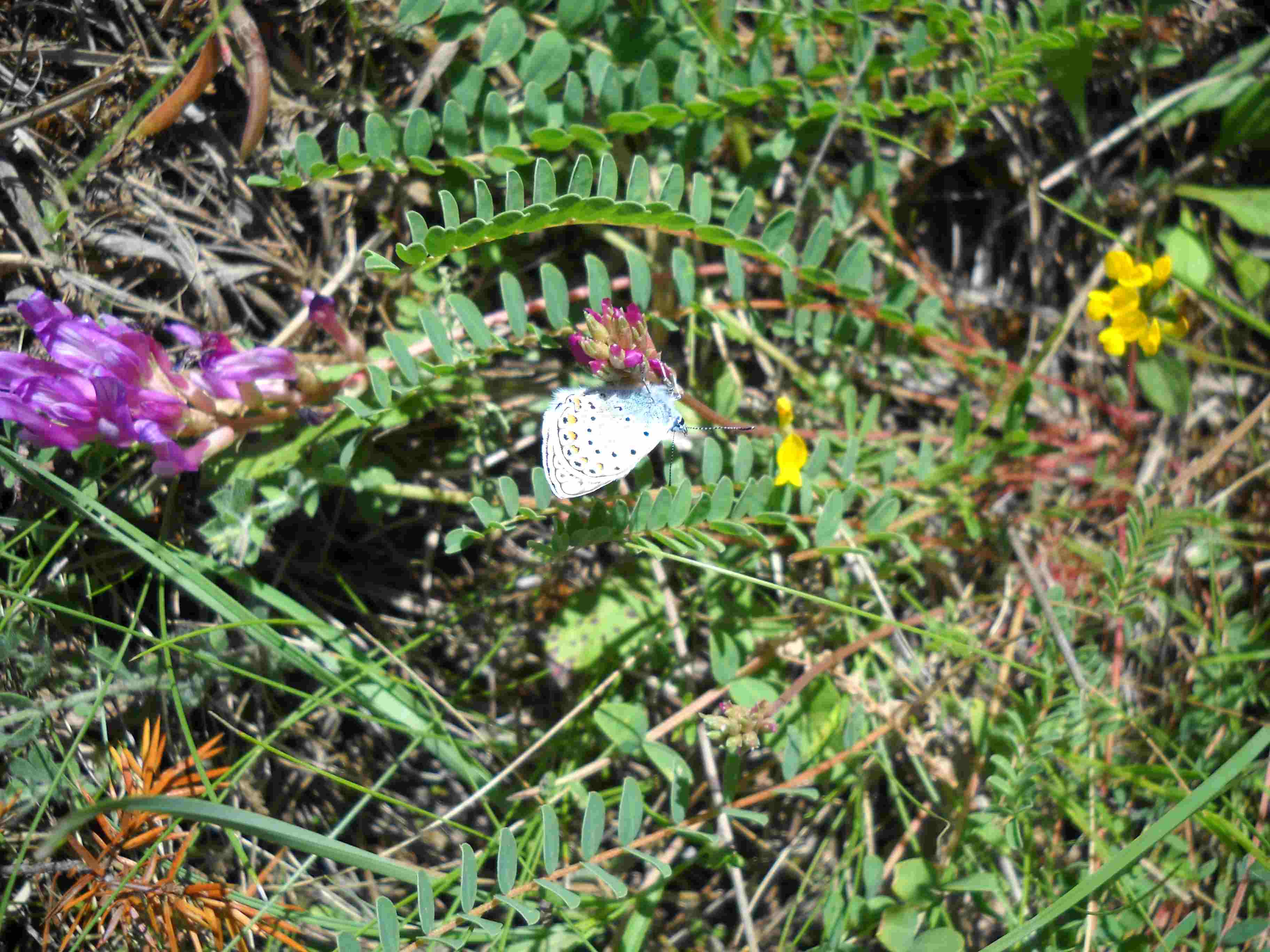 Farfallina azzurra (Lycenidae?)