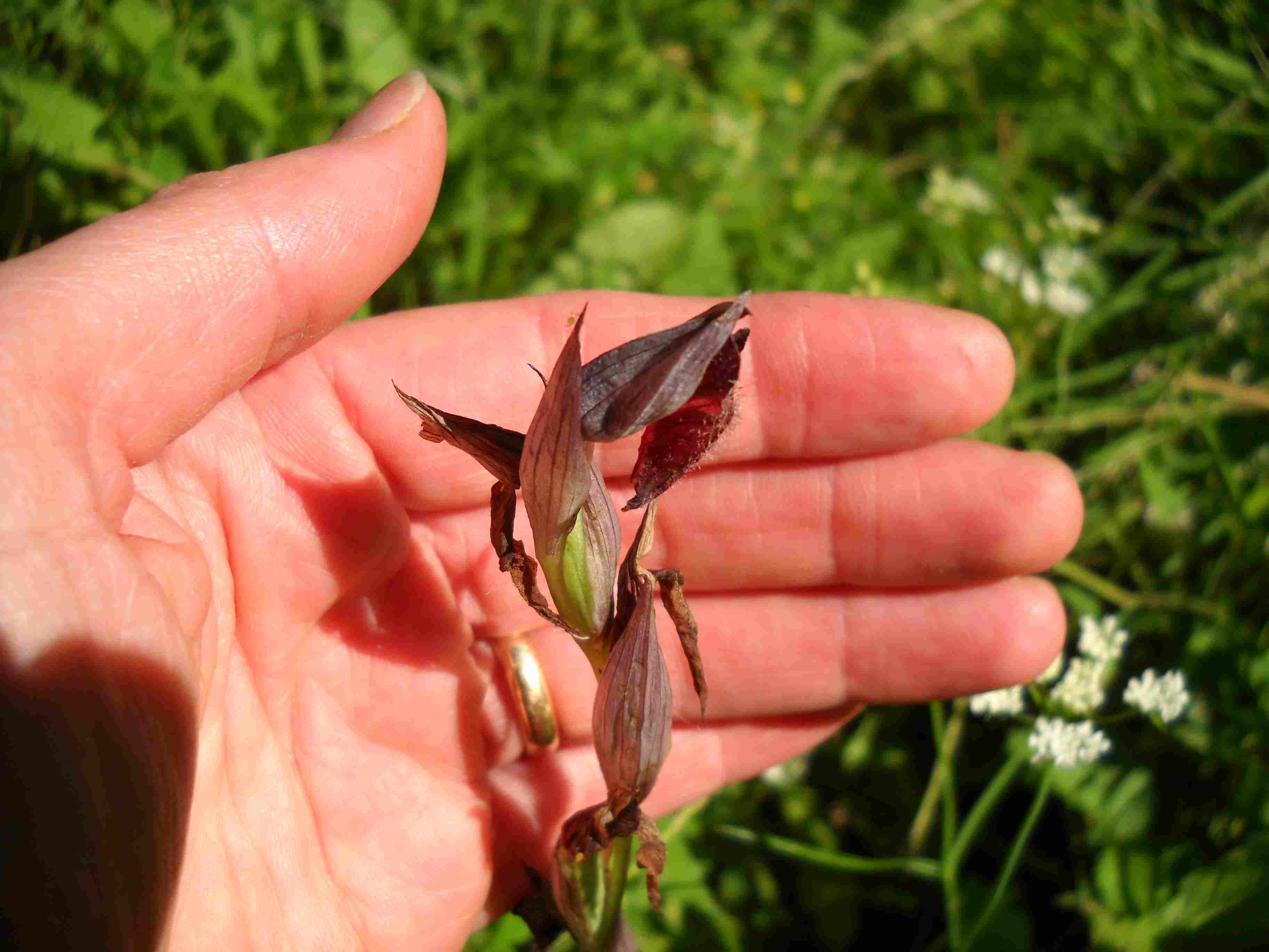 Serapias cfr. parviflora